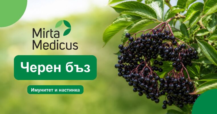 Черен бъз - Mirta Medicus