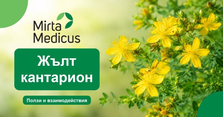 Жълт кантарион - Mirta Medicus