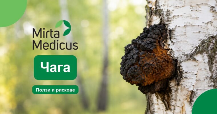 Чага - Mirta Medicus