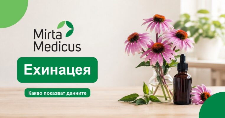 Ехинацея - Mirta Medicus