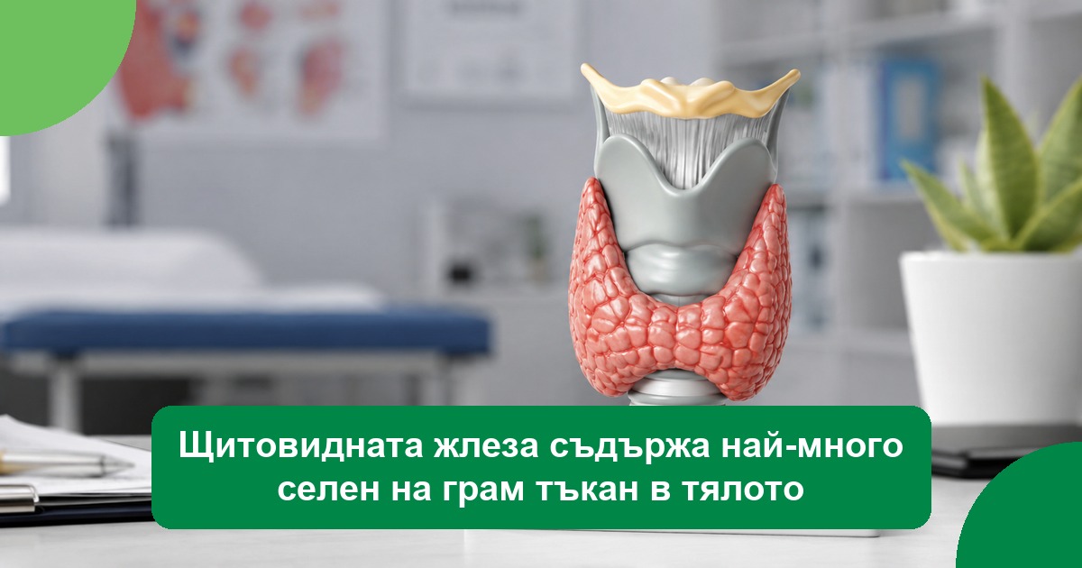Щитовидната жлеза съдържа най-много селен на грам тъкан в тялото